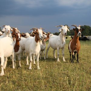 SADAQAH QURBANI