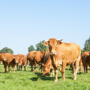 EID UL ADHA QURBANI